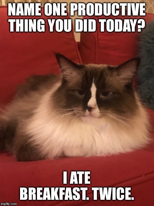 Chubby cats | image tagged in cat | made w/ Imgflip meme maker