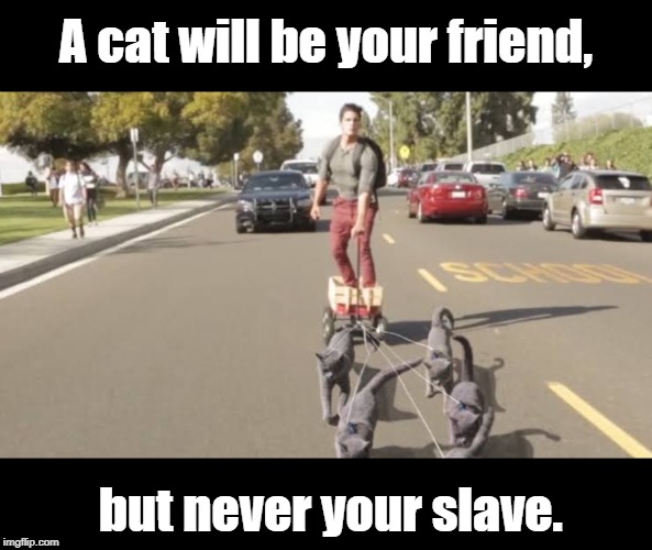 cat slavery | A cat will be your friend, but never your slave. | image tagged in cats | made w/ Imgflip meme maker