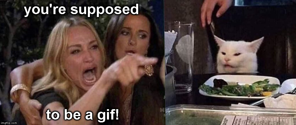 woman yelling at cat | you're supposed to be a gif! | image tagged in woman yelling at cat | made w/ Imgflip meme maker