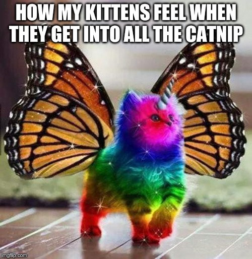 Rainbow unicorn butterfly kitten | HOW MY KITTENS FEEL WHEN THEY GET INTO ALL THE CATNIP | image tagged in rainbow unicorn butterfly kitten | made w/ Imgflip meme maker