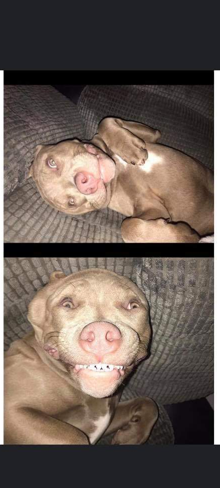 High Quality Mutley Blank Meme Template