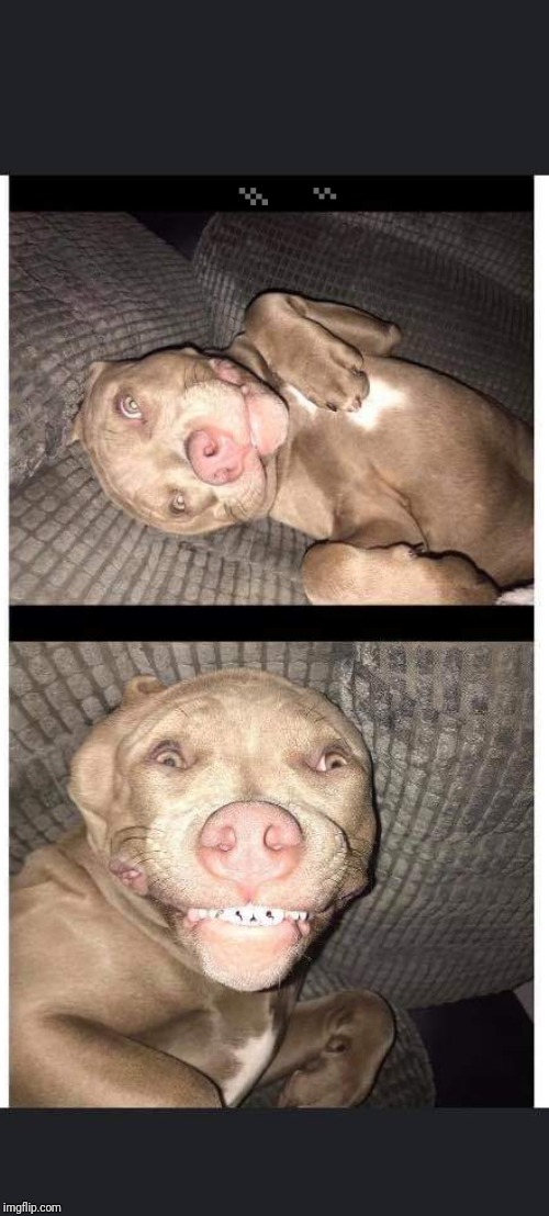 Mutley | image tagged in mutley | made w/ Imgflip meme maker