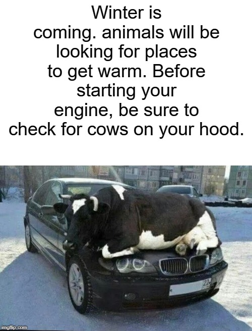 cows on your hood | Winter is coming. animals will be looking for places to get warm. Before starting your engine, be sure to check for cows on your hood. | image tagged in cars,funny,memes,cows,winter | made w/ Imgflip meme maker