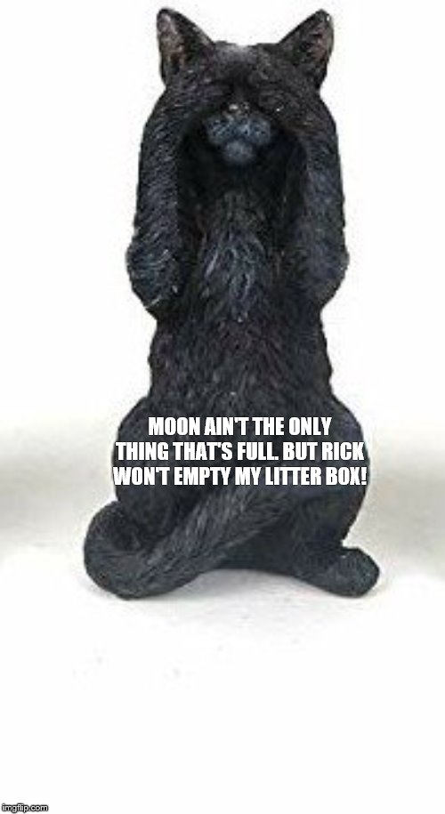 Constipated Cat | MOON AIN'T THE ONLY THING THAT'S FULL. BUT RICK WON'T EMPTY MY LITTER BOX! | image tagged in constipated cat | made w/ Imgflip meme maker