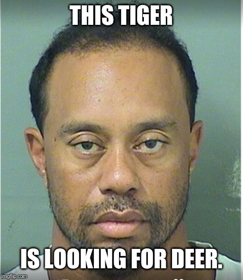 Tiger Woods Mug Shot  | THIS TIGER; IS LOOKING FOR DEER. | image tagged in tiger woods mug shot | made w/ Imgflip meme maker
