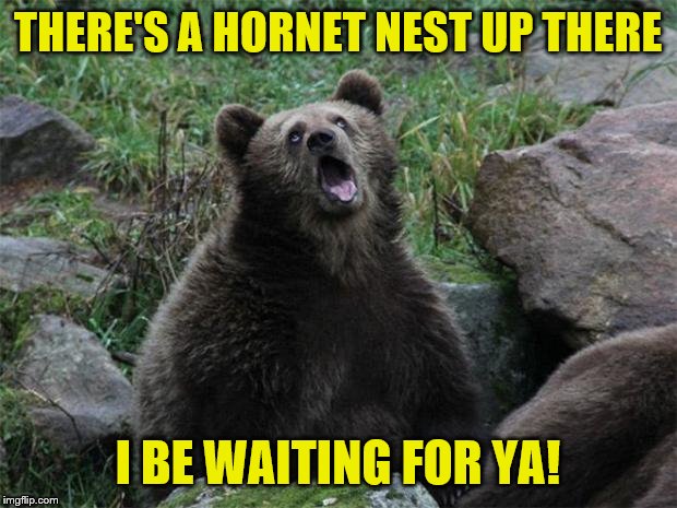Sarcastic Bear |  THERE'S A HORNET NEST UP THERE; I BE WAITING FOR YA! | image tagged in sarcastic bear,memes,fun | made w/ Imgflip meme maker