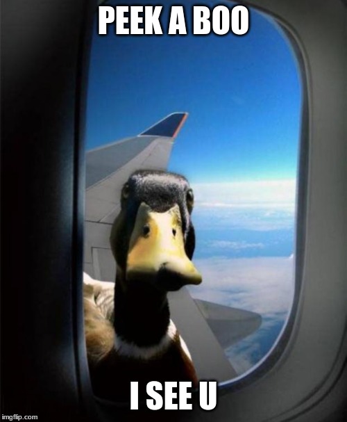 Duck on plane wing | PEEK A BOO; I SEE U | image tagged in duck on plane wing | made w/ Imgflip meme maker