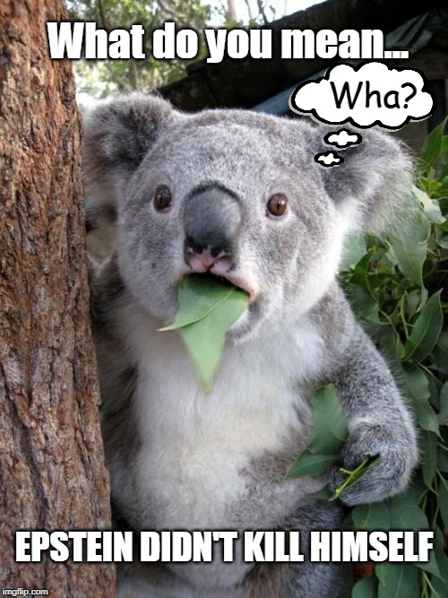 Wha... Epstein? | What do you mean... Wha? EPSTEIN DIDN'T KILL HIMSELF | image tagged in surprised koala,funny memes,political meme,what,jeffrey epstein | made w/ Imgflip meme maker