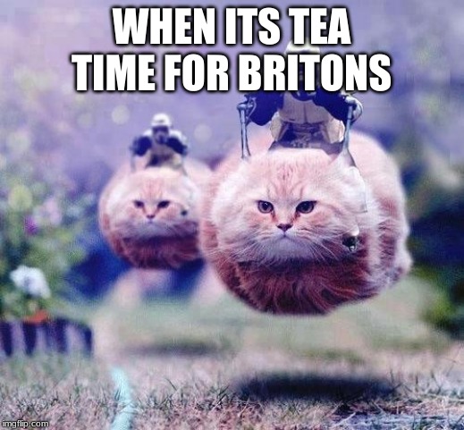 Storm Trooper Cats | WHEN ITS TEA TIME FOR BRITONS | image tagged in storm trooper cats | made w/ Imgflip meme maker