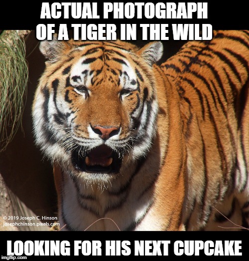 Clemson the Tiger | ACTUAL PHOTOGRAPH OF A TIGER IN THE WILD; LOOKING FOR HIS NEXT CUPCAKE | image tagged in clemson tigers,cupcake schedule,ncaa football,college football | made w/ Imgflip meme maker