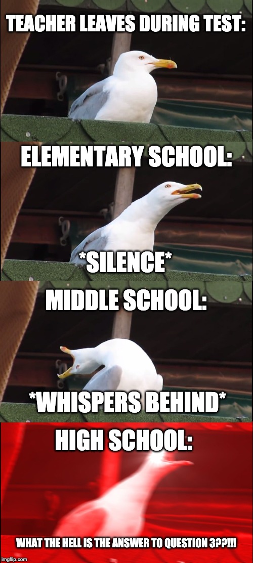 Inhaling Seagull Meme | TEACHER LEAVES DURING TEST:; ELEMENTARY SCHOOL:; *SILENCE*; MIDDLE SCHOOL:; *WHISPERS BEHIND*; HIGH SCHOOL:; WHAT THE HELL IS THE ANSWER TO QUESTION 3??!!! | image tagged in memes,inhaling seagull | made w/ Imgflip meme maker