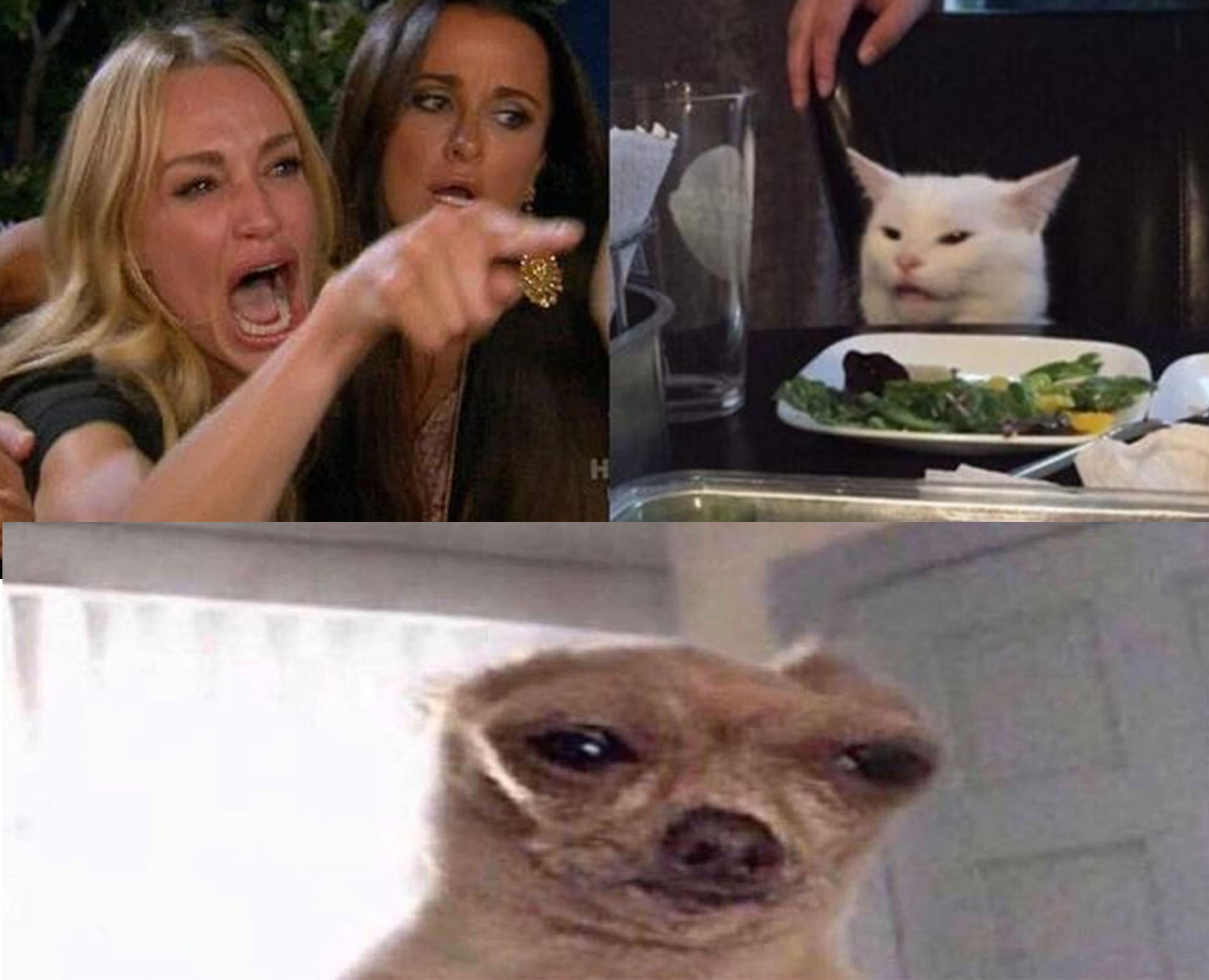 Lady yelling at cat meme template