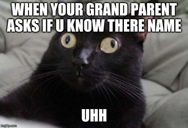Confused Cat | WHEN YOUR GRAND PARENT ASKS IF U KNOW THERE NAME; UHH | image tagged in confused cat | made w/ Imgflip meme maker