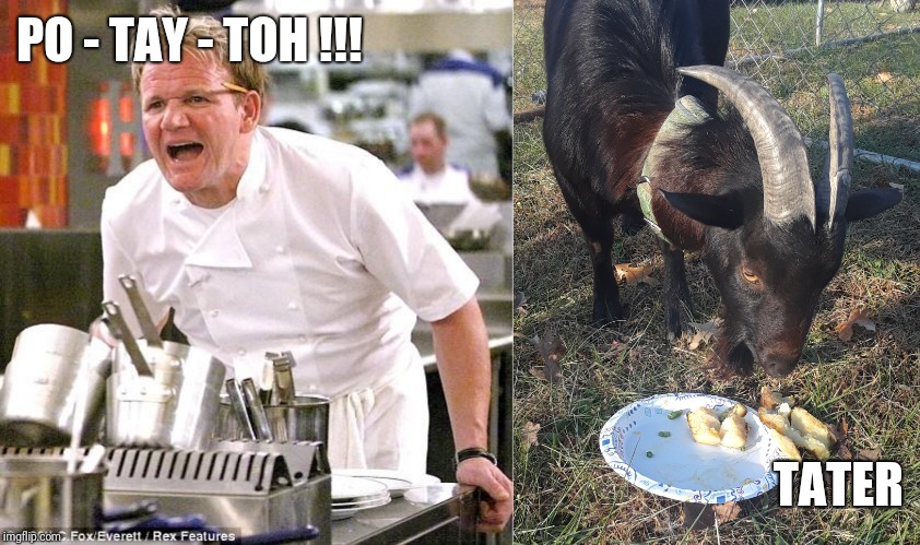 PO - TAY - TOH !!! TATER | image tagged in memes,chef gordon ramsay | made w/ Imgflip meme maker