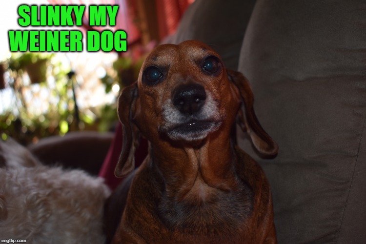 SLINKY MY WEINER DOG | made w/ Imgflip meme maker