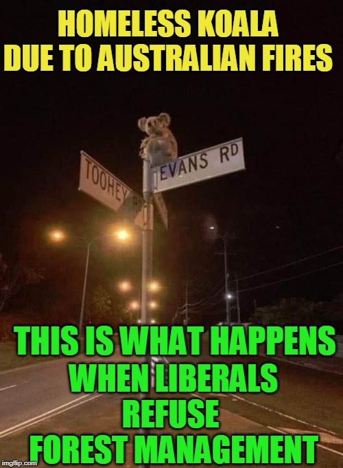 HOMELESS KOALA DUE TO AUSTRALIAN FIRES; WHEN LIBERALS REFUSE  FOREST MANAGEMENT; THIS IS WHAT HAPPENS | made w/ Imgflip meme maker