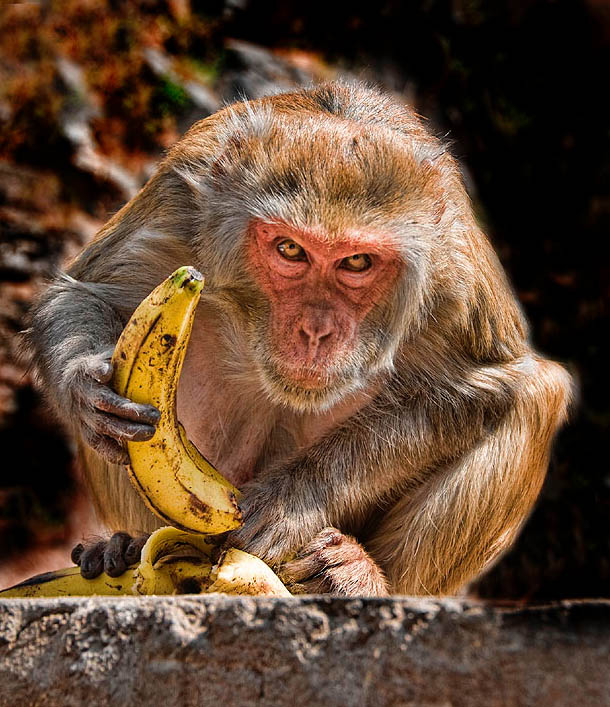 Banana Monkey Blank Meme Template