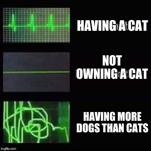 heartbeat rate | HAVING A CAT; NOT OWNING A CAT; HAVING MORE DOGS THAN CATS | image tagged in heartbeat rate | made w/ Imgflip meme maker