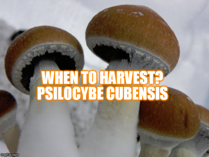 When to havest magic mushrooms | PSILOCYBE CUBENSIS; WHEN TO HARVEST? | image tagged in shrooms,magic mushrooms,mushrooms,psychedelics | made w/ Imgflip meme maker
