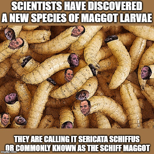 SCHIFF MAGGOT | SCIENTISTS HAVE DISCOVERED A NEW SPECIES OF MAGGOT LARVAE; THEY ARE CALLING IT SERICATA SCHIFFUS  OR COMMONLY KNOWN AS THE SCHIFF MAGGOT | image tagged in adam schiff,parasite | made w/ Imgflip meme maker