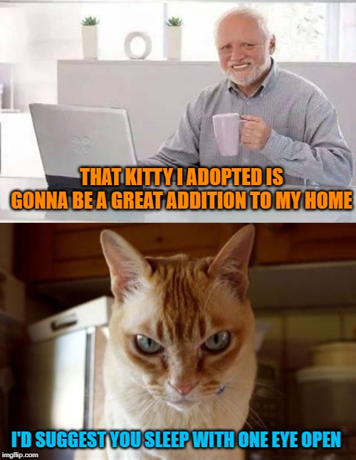 Evil Cat | THAT KITTY I ADOPTED IS GONNA BE A GREAT ADDITION TO MY HOME; I'D SUGGEST YOU SLEEP WITH ONE EYE OPEN | image tagged in funny memes,cat memes,cat,harold | made w/ Imgflip meme maker