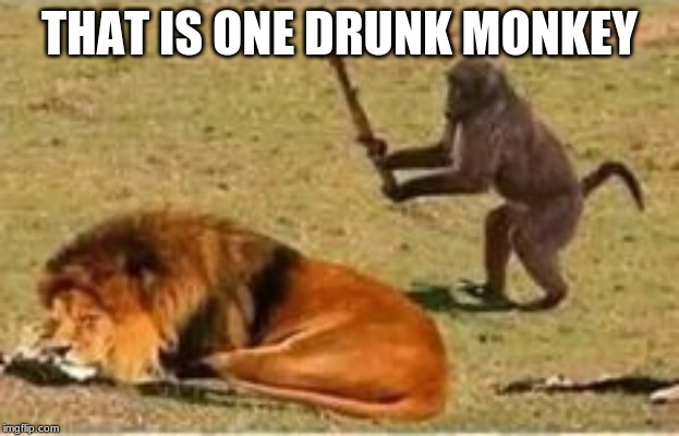 when you give a drunk monkey a stick | THAT IS ONE DRUNK MONKEY | image tagged in drunk monkey | made w/ Imgflip meme maker