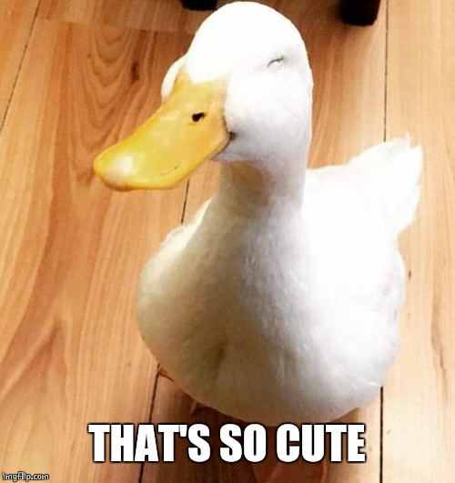 SMILE DUCK | THAT'S SO CUTE | image tagged in smile duck | made w/ Imgflip meme maker