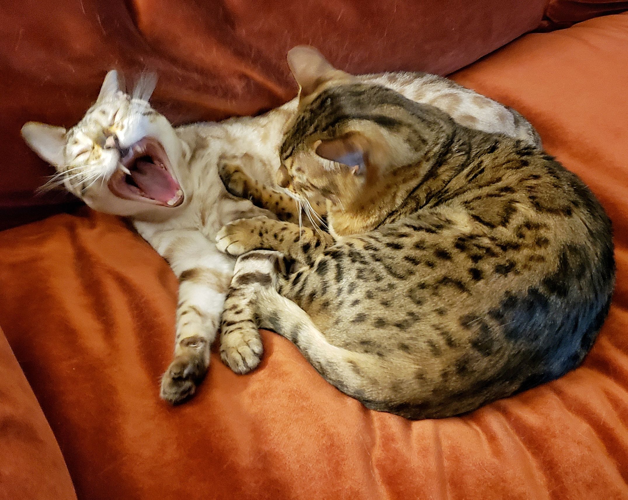 Bengal Scream Blank Meme Template