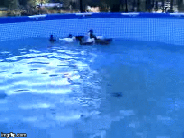 WHEN THE DUCK TAKE OVER THE HUMANS POND - Imgflip