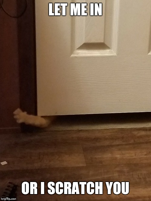 KITTY WANTS IN | LET ME IN; OR I SCRATCH YOU | image tagged in funny cats,cats | made w/ Imgflip meme maker