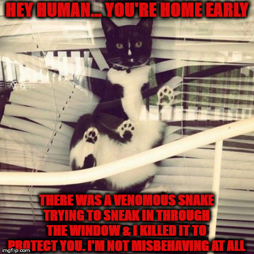 YOU'RE HOME EARLY | HEY HUMAN... YOU'RE HOME EARLY; THERE WAS A VENOMOUS SNAKE TRYING TO SNEAK IN THROUGH THE WINDOW & I KILLED IT TO PROTECT YOU. I'M NOT MISBEHAVING AT ALL | image tagged in you're home early | made w/ Imgflip meme maker