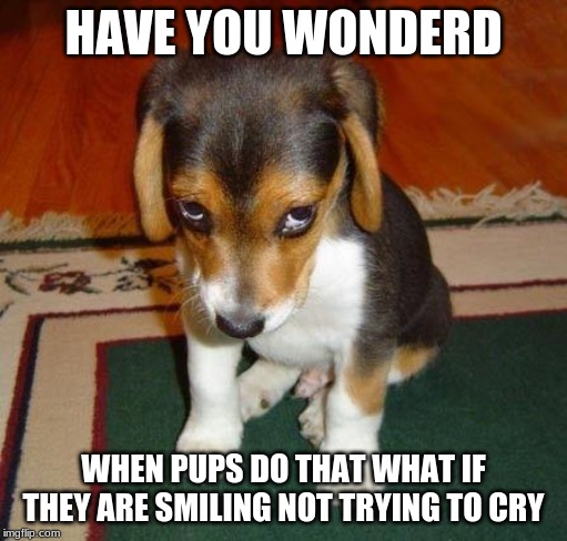 sorry | HAVE YOU WONDERD; WHEN PUPS DO THAT WHAT IF THEY ARE SMILING NOT TRYING TO CRY | image tagged in sorry | made w/ Imgflip meme maker