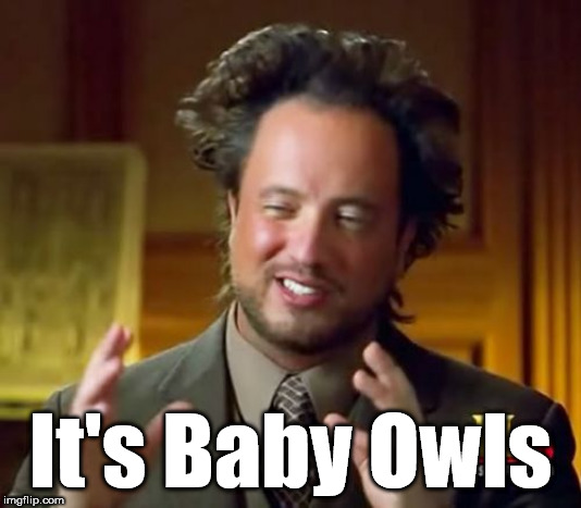 Ancient Aliens | It's Baby Owls | image tagged in memes,ancient aliens | made w/ Imgflip meme maker