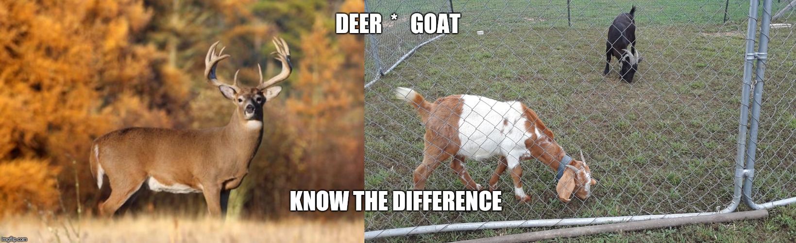 DEER  *   GOAT; KNOW THE DIFFERENCE | image tagged in whitetail deer | made w/ Imgflip meme maker