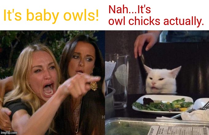 Woman Yelling At Cat Meme | It's baby owls! Nah...It's owl chicks actually. | image tagged in memes,woman yelling at cat | made w/ Imgflip meme maker