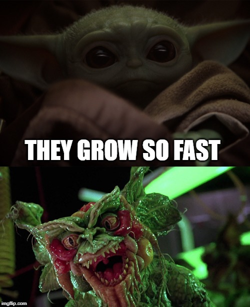 They grow so fast | THEY GROW SO FAST | image tagged in star wars,yoda,gremlins | made w/ Imgflip meme maker