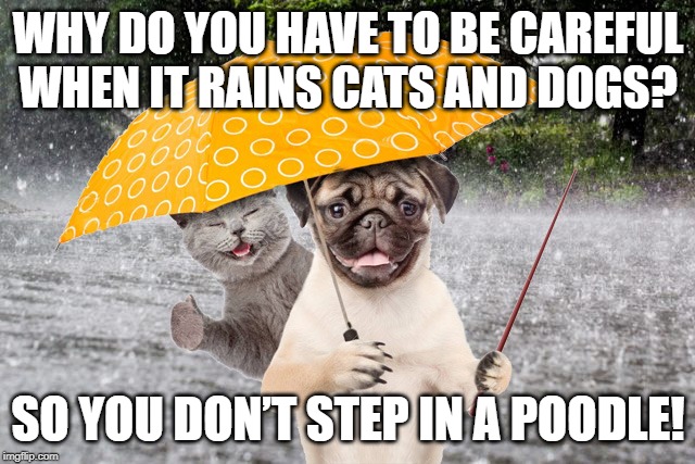 Have to be careful | WHY DO YOU HAVE TO BE CAREFUL WHEN IT RAINS CATS AND DOGS? SO YOU DON’T STEP IN A POODLE! | image tagged in cat | made w/ Imgflip meme maker