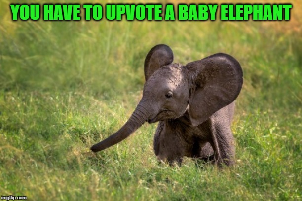 YOU HAVE TO UPVOTE A BABY ELEPHANT | made w/ Imgflip meme maker