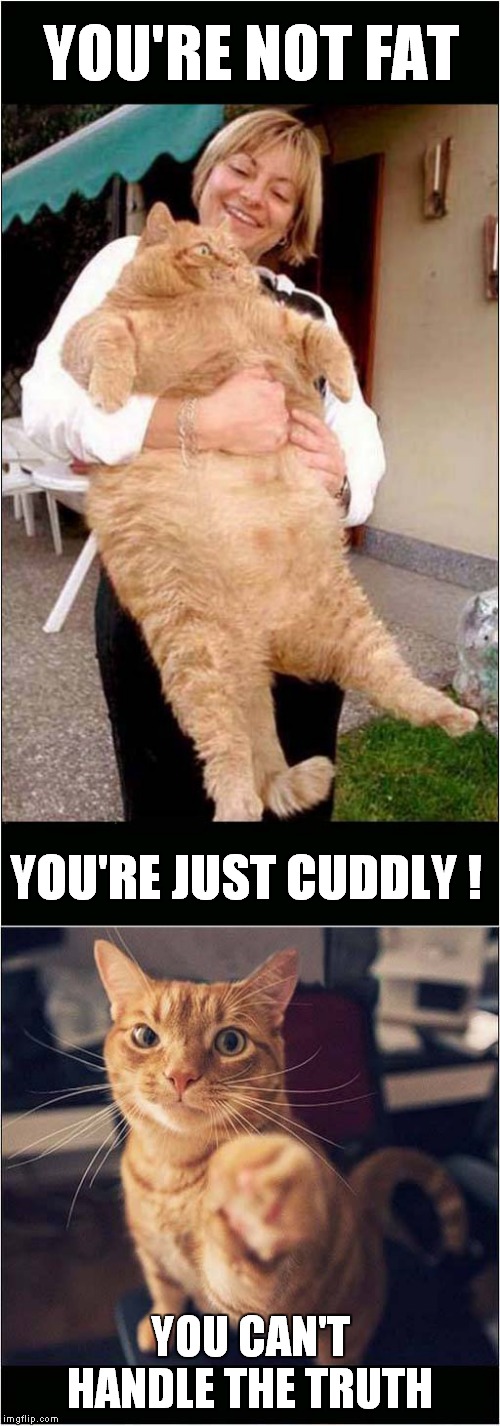 Fat or Cuddly ? | YOU'RE NOT FAT; YOU'RE JUST CUDDLY ! YOU CAN'T HANDLE THE TRUTH | image tagged in cats,fat cat,j'accuse | made w/ Imgflip meme maker