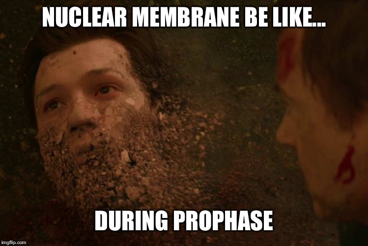 Peter Parker Dust | NUCLEAR MEMBRANE BE LIKE... DURING PROPHASE | image tagged in peter parker dust | made w/ Imgflip meme maker