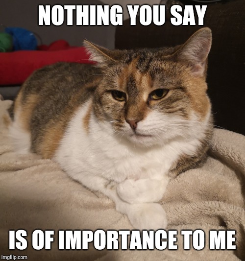 Aristocat | NOTHING YOU SAY; IS OF IMPORTANCE TO ME | image tagged in aristocat | made w/ Imgflip meme maker
