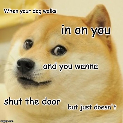 Doge | When your dog walks; in on you; and you wanna; shut the door; but just doesn't | image tagged in memes,doge | made w/ Imgflip meme maker