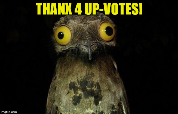 Weird Stuff I Do Potoo Meme | THANX 4 UP-VOTES! | image tagged in memes,weird stuff i do potoo | made w/ Imgflip meme maker