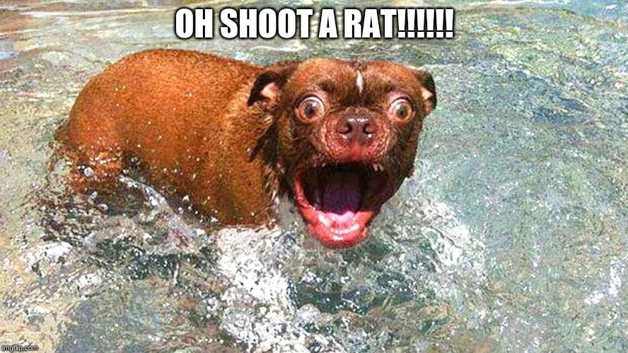 oh shoot | OH SHOOT A RAT!!!!!! | image tagged in funny | made w/ Imgflip meme maker
