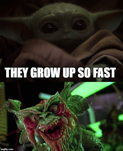 THEY GROW UP SO FAST | image tagged in star wars yoda,yoda,star wars,gremlins,mandalorian,baby | made w/ Imgflip meme maker