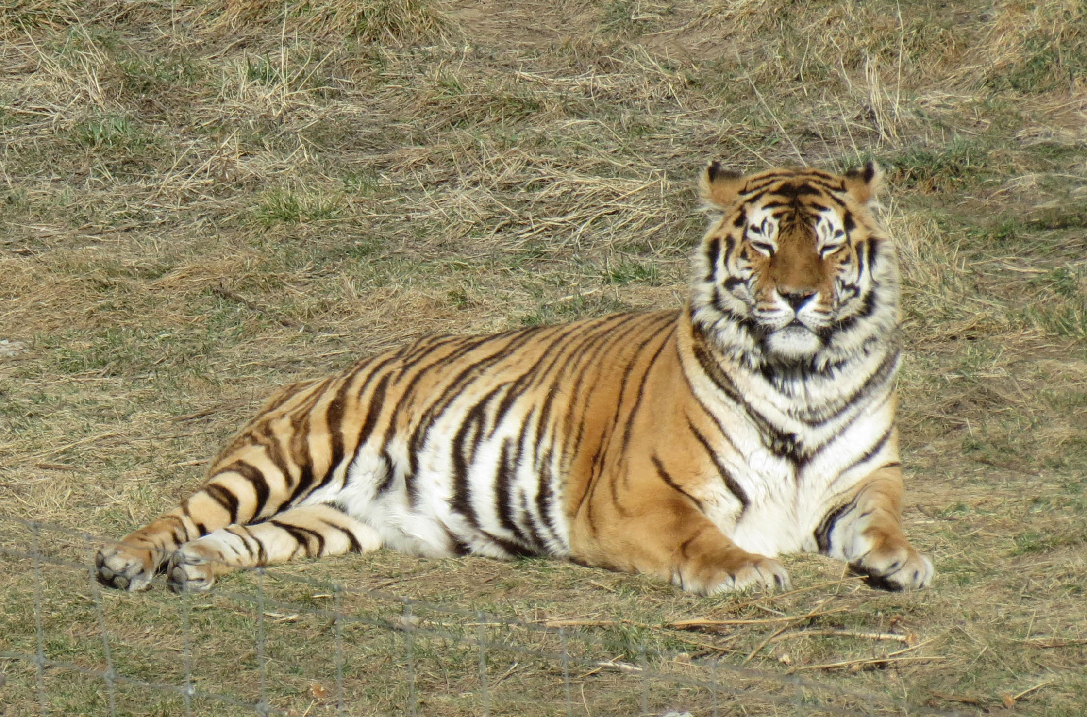 High Quality Satisfied Tiger Blank Meme Template