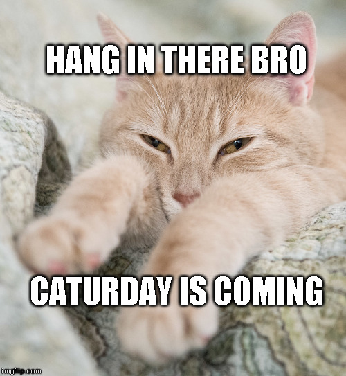 Caturday | HANG IN THERE BRO; CATURDAY IS COMING | image tagged in cats,caturday | made w/ Imgflip meme maker