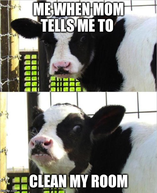cows | ME WHEN MOM TELLS ME TO; CLEAN MY ROOM | image tagged in cows | made w/ Imgflip meme maker