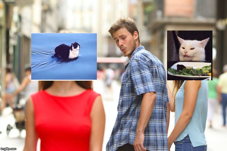 Distracted Boyfriend | image tagged in memes,distracted boyfriend,cats | made w/ Imgflip meme maker