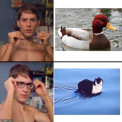 Peter Parker Glasses | image tagged in peter parker glasses,duck,cat,float,fun | made w/ Imgflip meme maker